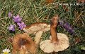 Tricholoma populinum-amf1867